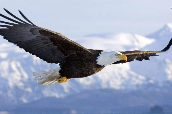 Bald Eagle HD Wallpaper