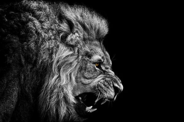 Epic Lion Wallpaper