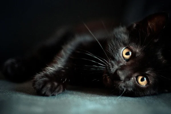 Black Cat Wallpaper
