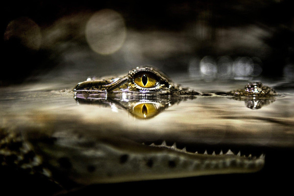 Alligator Wallpaper