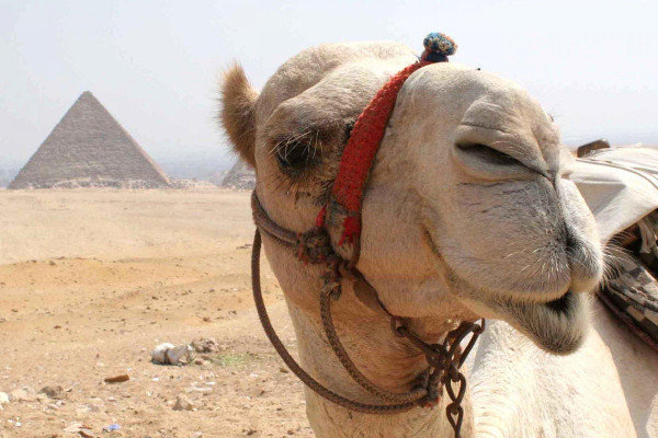 Camel Wallpaper