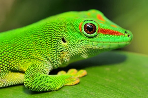 Gecko Wallpaper