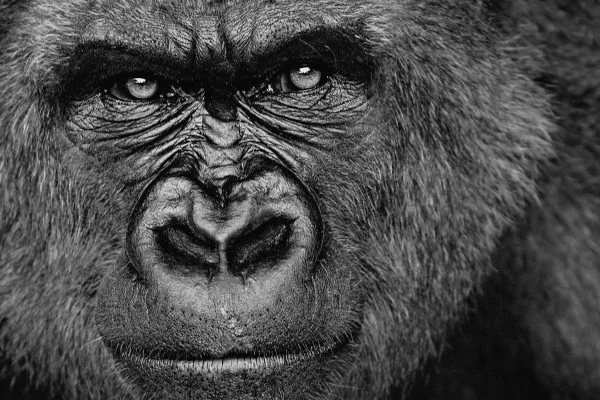 Gorilla Wallpaper