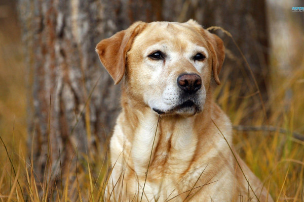 Labrador Wallpaper