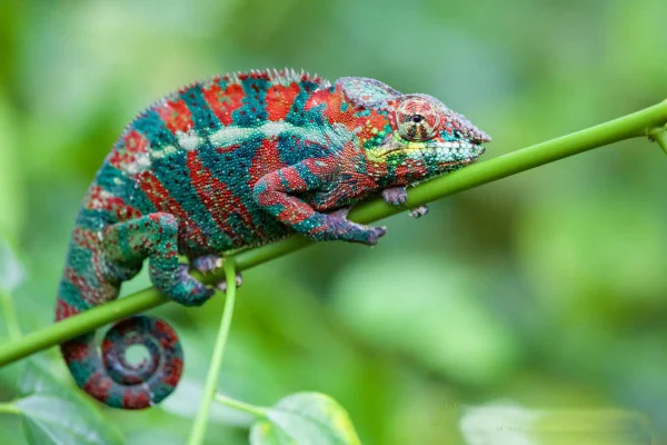Lizard Wallpaper