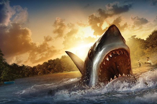 Shark Wallpaper