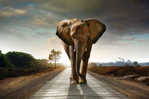 Elephant Wallpaper