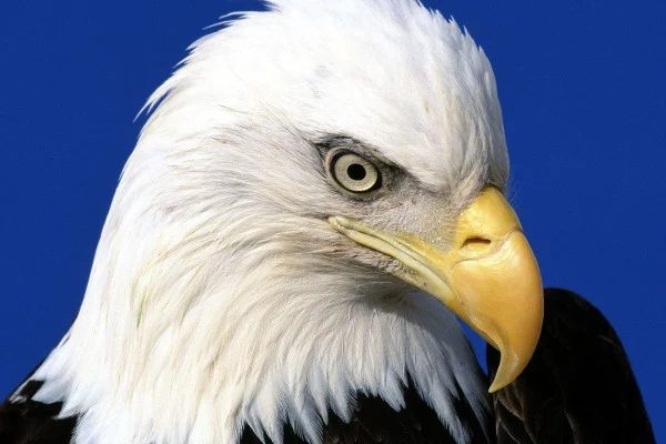 Eagle Wallpaper