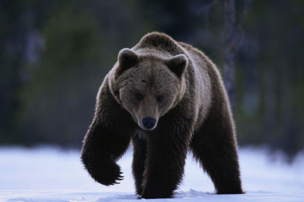 Bear Wallpaper