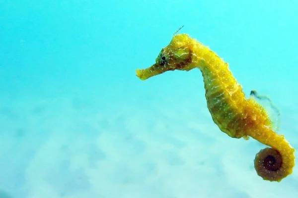 Seahorse Wallpaper