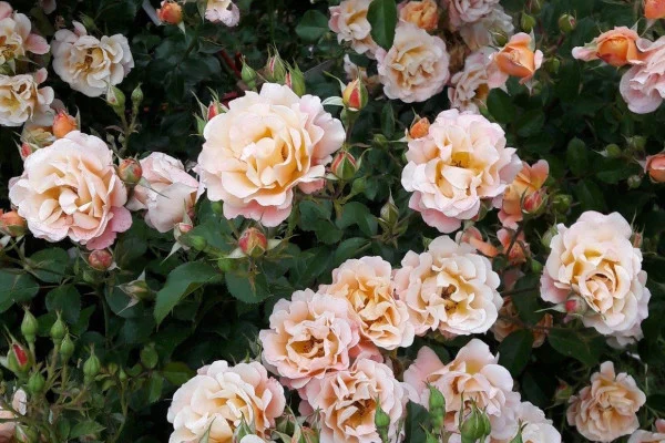 Aesthetic Flower Wallpaper