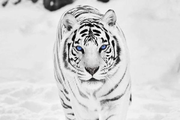 Snow Tiger Wallpaper
