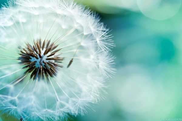 Dandelion Wallpaper