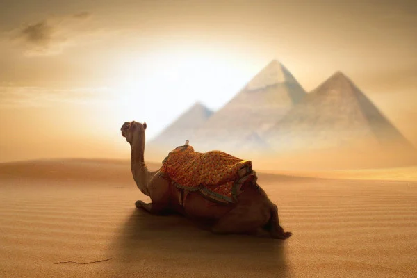 Desert Camel Wallpaper