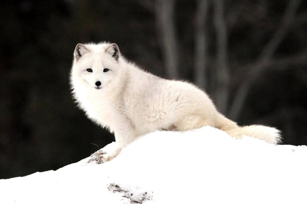 Arctic Fox Wallpaper