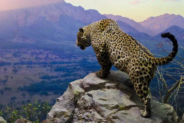 Jaguar Wallpaper