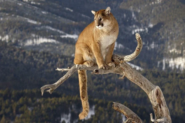 Mountain Lion Wallpaper