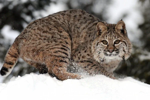Bobcat Wallpaper