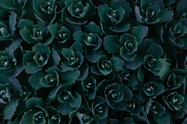 Plant Abstract Wallpaper