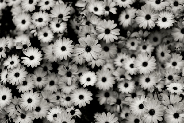 Black and White Flower Wallpaper