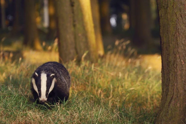 Badger Wallpaper
