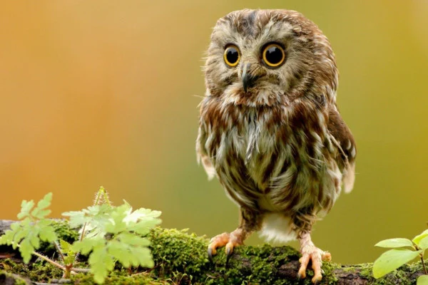 Cute Owl Wallpaper