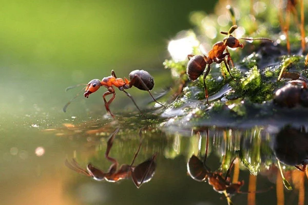 Ant Wallpaper