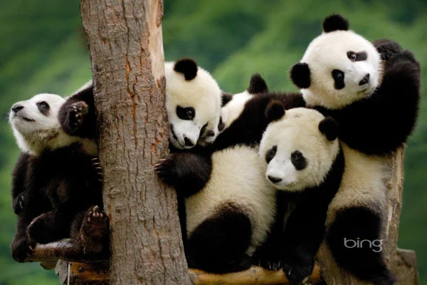 Panda Bear Wallpaper
