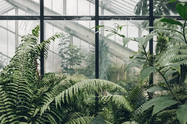 Plant Aesthetic Wallpaper