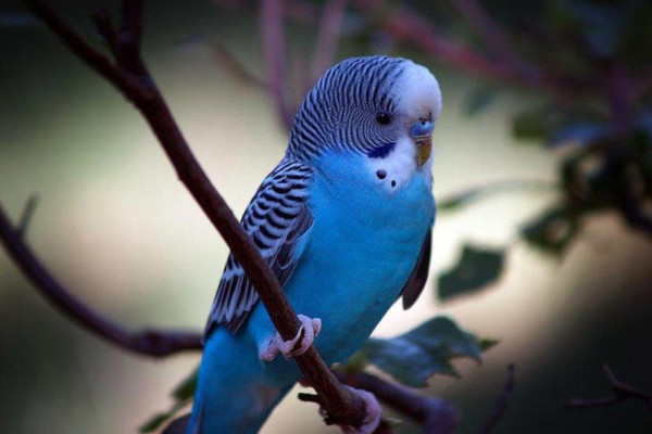 Parakeet Wallpaper