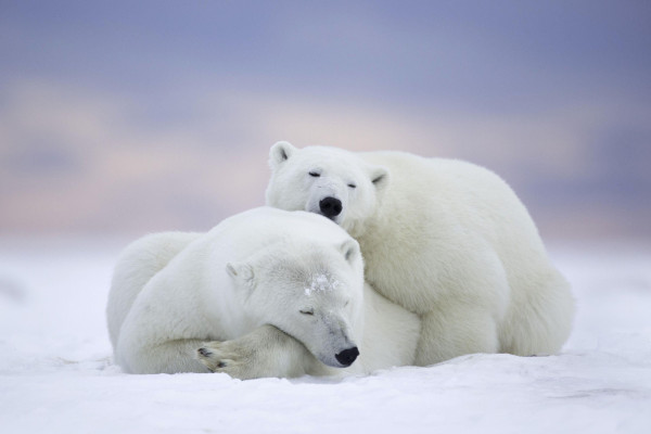 Polar Bear Wallpaper