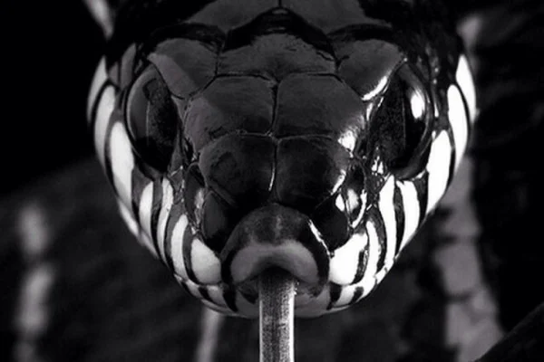Snake iPhone Wallpaper