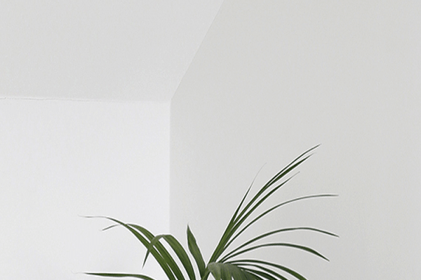 Green and White Aesthetic Wallpaper