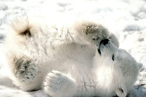 Baby Winter Animals Wallpaper