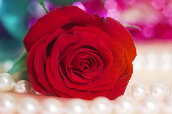 Rose Wallpaper