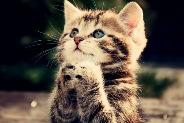 Cat Wallpaper