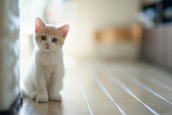 White Cat Wallpaper