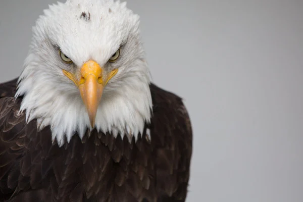 4K Eagle Wallpaper