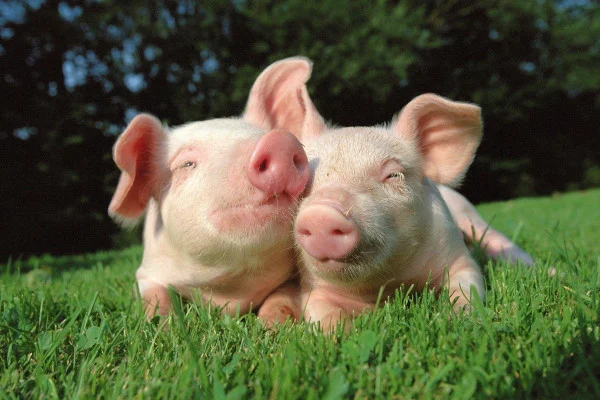 Pig Wallpaper