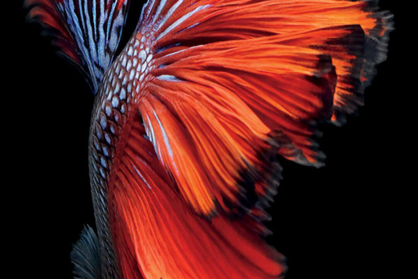 iPhone 7 Wallpaper