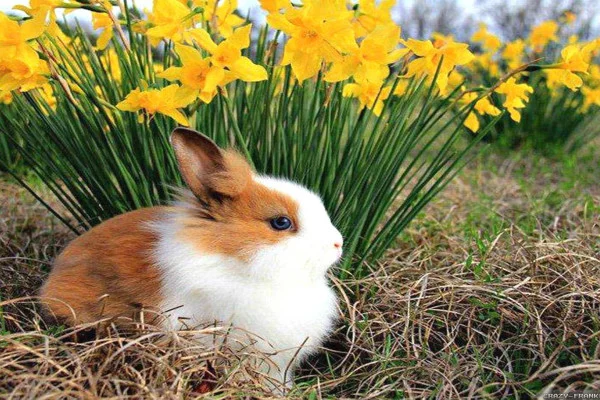 Spring Animals Wallpaper