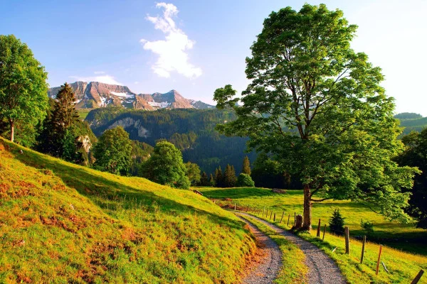 Summer Nature Wallpaper