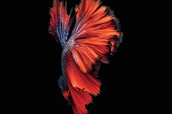 Super AMOLED Wallpaper