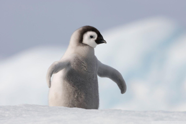 Baby Penguin Wallpaper