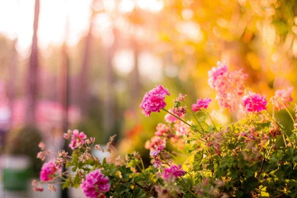 Flower Wallpaper