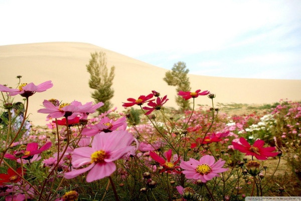 Wildflowers Wallpaper