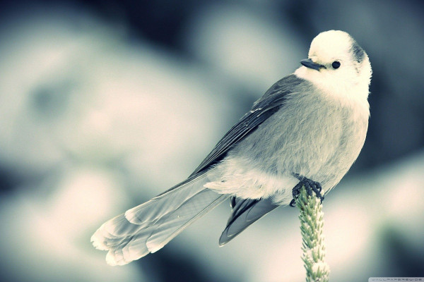 Bird Wallpaper