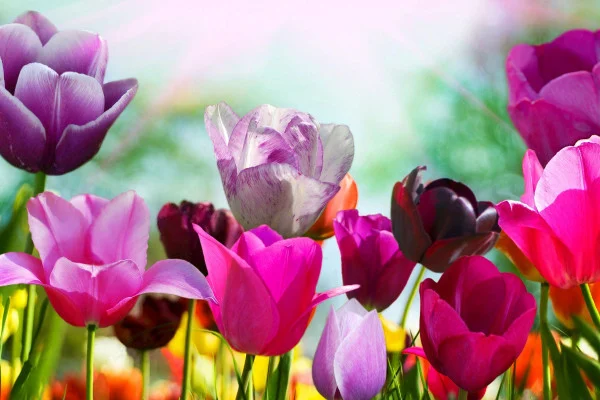 Spring Wallpaper