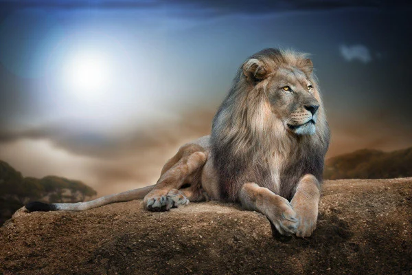 Lion Wallpaper