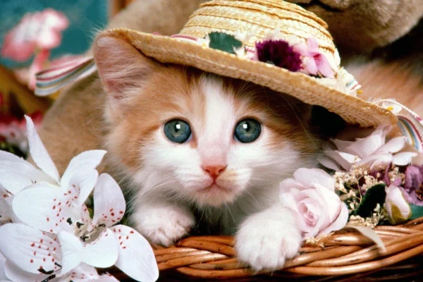 Kitten Wallpaper